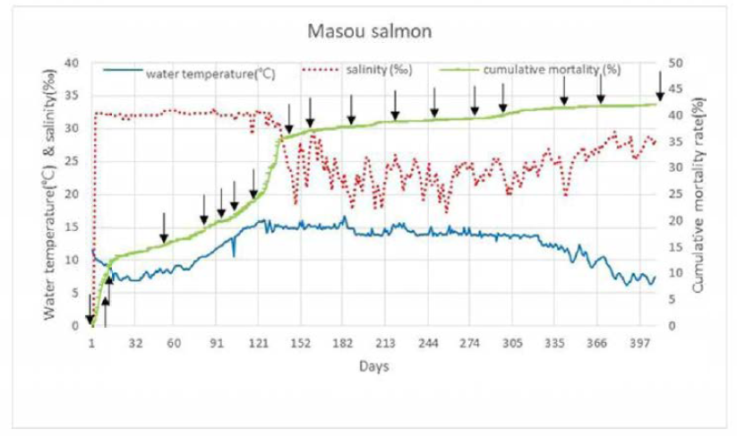 Cumulative mortality of masou salmon and changes in salinity and water temperature