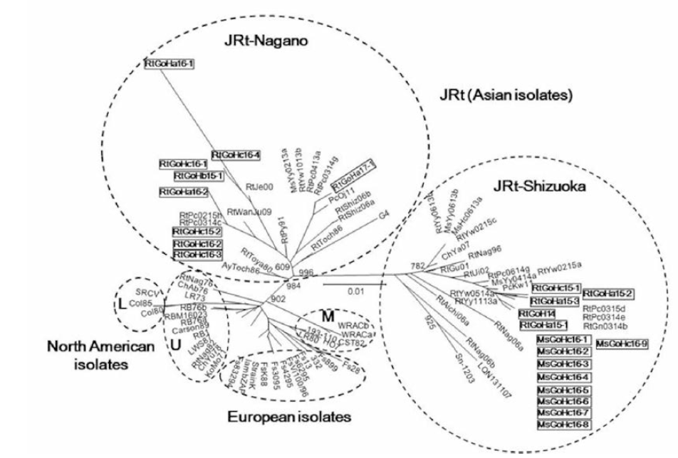 Molecular phylogenetic tree showing the genetic relationships among 94 IHNV isolates based on the G gene nucleotide sequence.