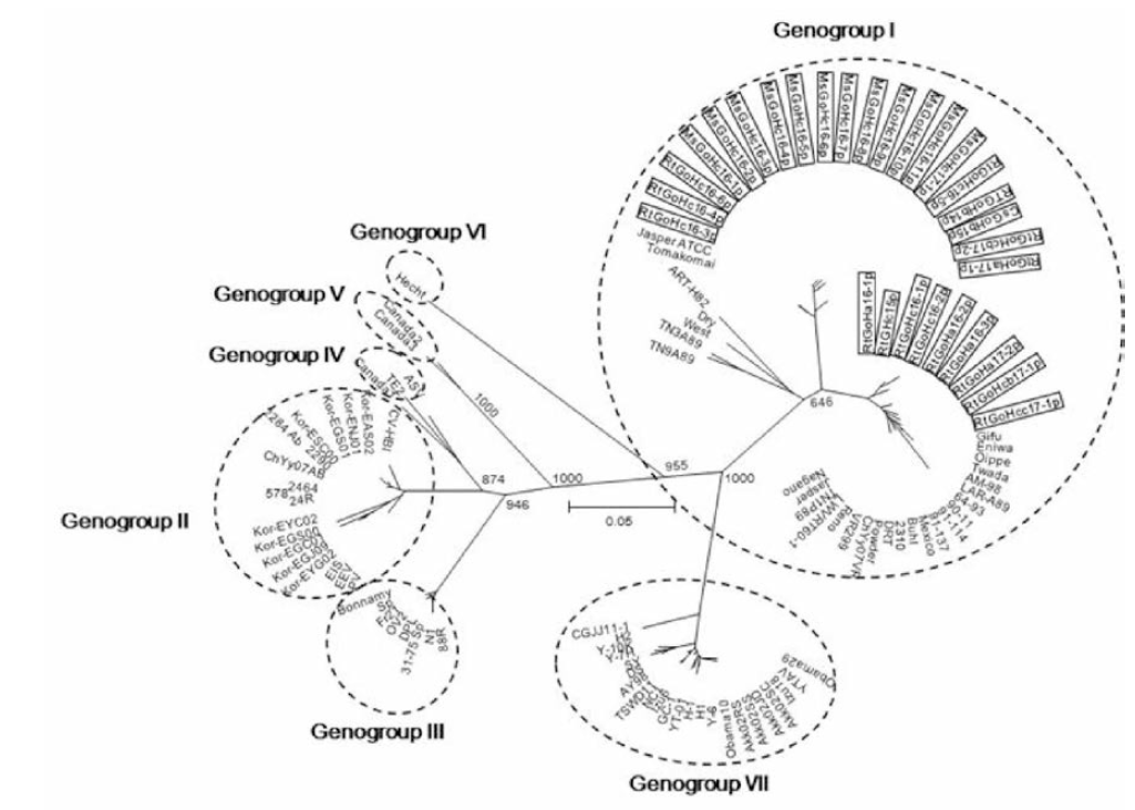 Molecular phylogenetic tree of the genetic relationship among 115 aquabirnaviruses based on VP2/NS gene nucleotide sequences.