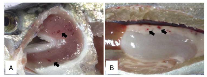 Diseased rainbow trout showing petechial hemorrhaging of the gills (A) and internal fat (B).