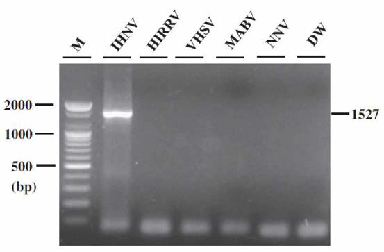 PCR analysis for IHNV, HIRRV, VHSV, MABV， and NNV using virus-culture medium.