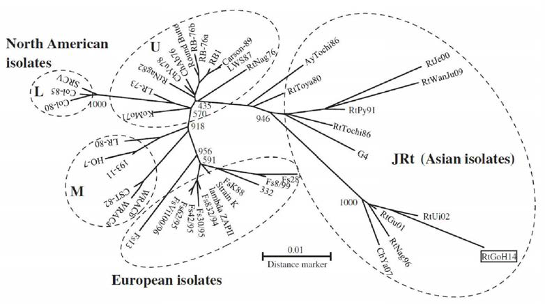 Molecular phylogenetic tree showing the genetic relationships among 45 IHNV isolates based on the G gene nucleotide sequence.