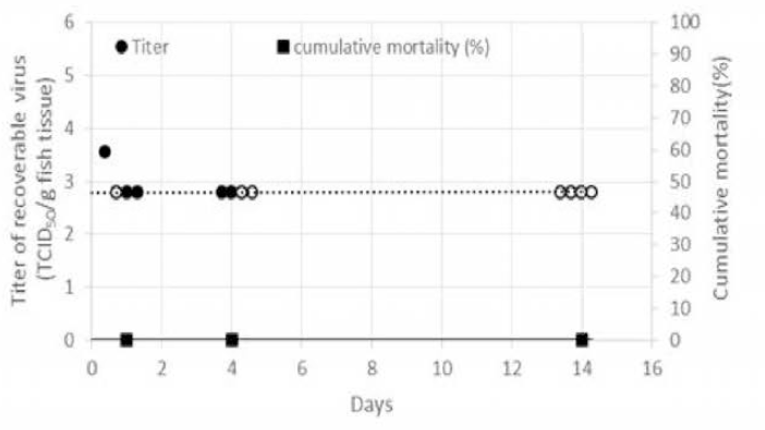 Cumulative mortalities of seawater-reared rainbow trout (adult) experimentally infected by intraperitoneal infection with IHNV