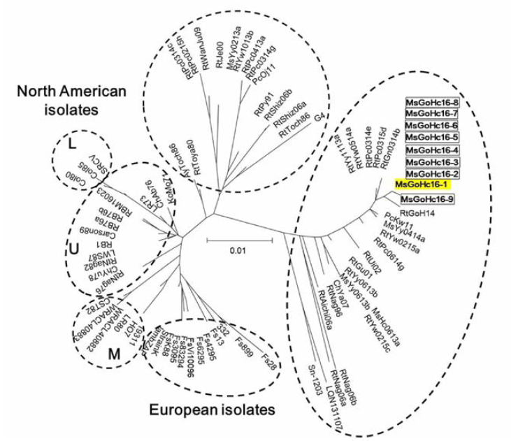 Molecular phylogenetic tree showing the genetic relationships among 80 IHNV isolates based on the G gene nucleotide sequence.