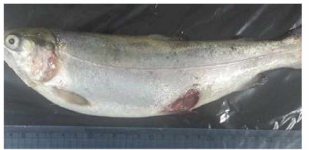 Diseased rainbow trout showing ulcer of skin