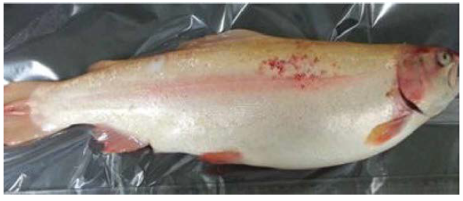 Diseased rainbow trout showing hemorrhaging of skin