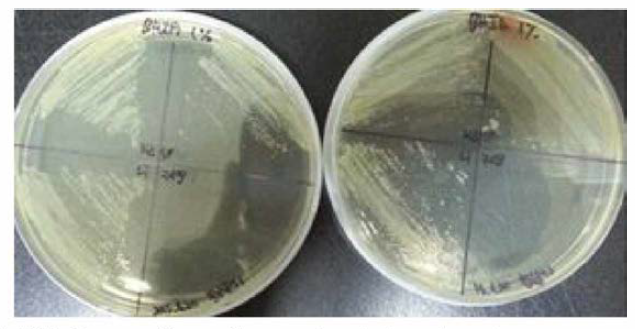 Colony of Vibrio sp. from diseased rainbow trout.