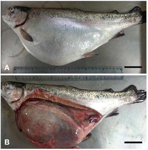 Diseased rainbow trout showing abdominal distension (A ) and distended stomach (B )