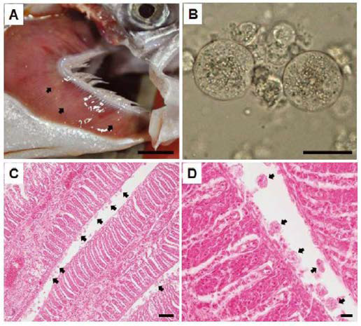 Amoebic gill infection in cultured coho salmon (A) Diseased fish showing slightly pale patches (arrows) on the gills. (B) Amoebae found on the gills. (C, D) Histopathological examination revealed extensive hyperplastic epithelium and lamellar fusion in the gills and numerous amoebae (arrows) around these lesions