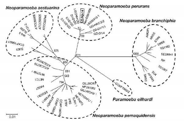 Molecular phylogenetic tree showing the genetic relationships among 48 worldwide amoebae based on partial 18S rRNA gene nucleotide sequences