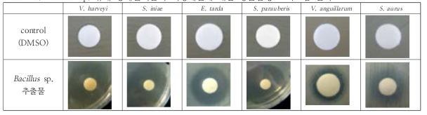 Bacillus sp. 유래 용매분획물의 어병세균에 대한 항균활성 스펙트럼 분석