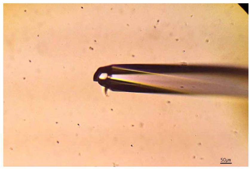 Capillary pipette를 이용하고 있는 현미경 사진 .