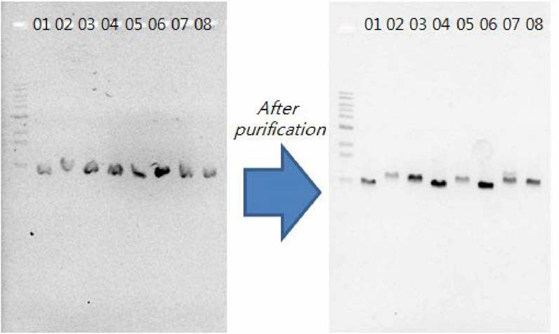 Amphidinium 배양주들의 28S rRNA 유전자의 PCR 증폭 결과 .