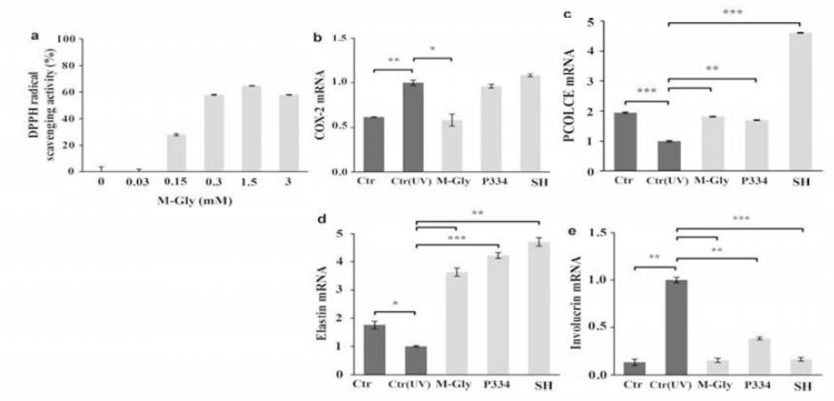 (a) DPPH assay for radical scavenging activity of M- Gly. (b) Expression levels of COX-2 mRNAs in response to MAAs (0.3 mM) under UVradiation. Expression levels of PCOLCE (c)， elastin (d), and involucrin (e) mRNAs in response to MAAs (0.15 mM) under UV radiation (*p<0.05, * * p<0.005, and * * * p<0.0001, versus control (UV) group).
