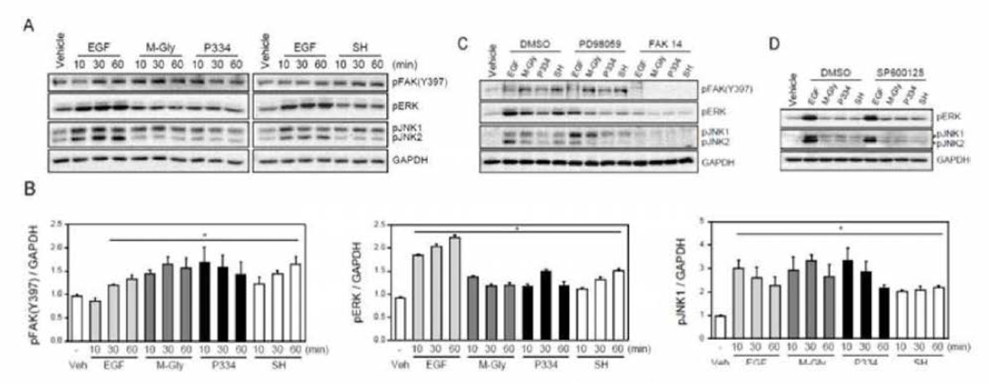Activation of FAK (focal adhesion kinases), ERK(extracellular signal-regulated kinases), and JNK (c-Jun N-terminal kinase)