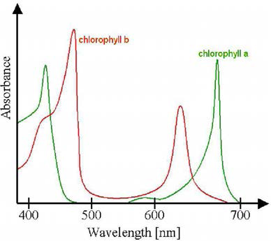 클로로필 -a, b의 흡수 스펙트럼