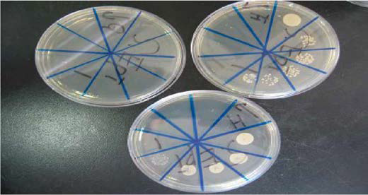 Minimal bactericidal concentration (MBC) by 10-fold dilution method .