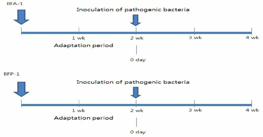 Experimental design on exposure by fish pathogenic bacteria and administration of BFA-1 과 BFP-1