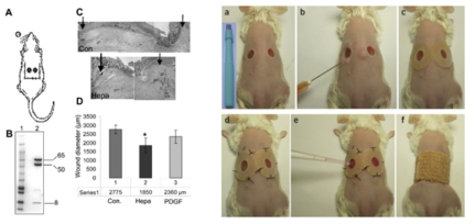 Wound healing animal model