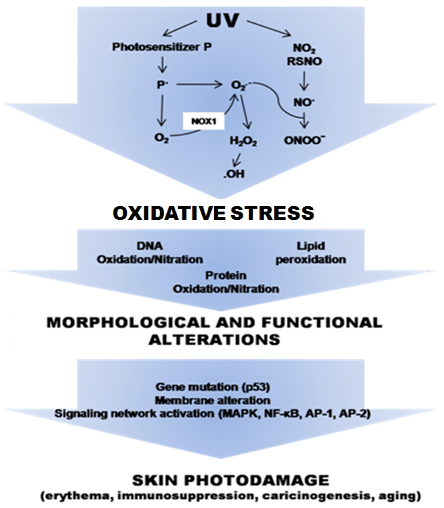 자외선으로 인한 피부손상에서 산화스트레스의 역활