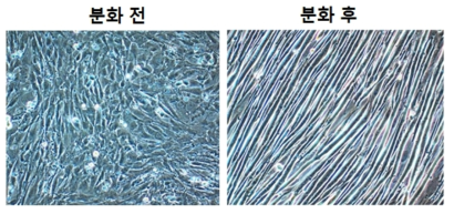 C2C12 세포의 분화 전 후 세포. 마우스 세포주인 C2C12 세포주를 이용한 한약재의 효과 확인