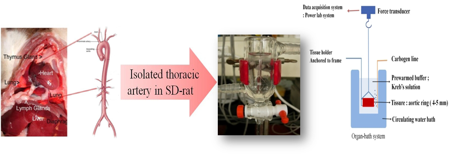 Organ-bath system을 이용한 적출 혈관 이완성 실험 모식도