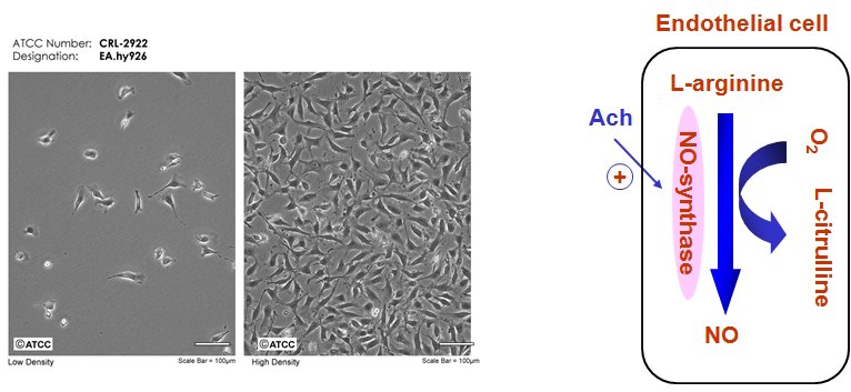 EA.hy926 cell과 내피세포에서의 혈관이완기전