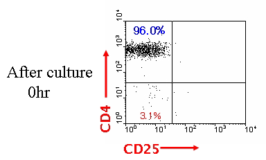 Cultured CD4+CD25- T cells in Balb/c splenocytes