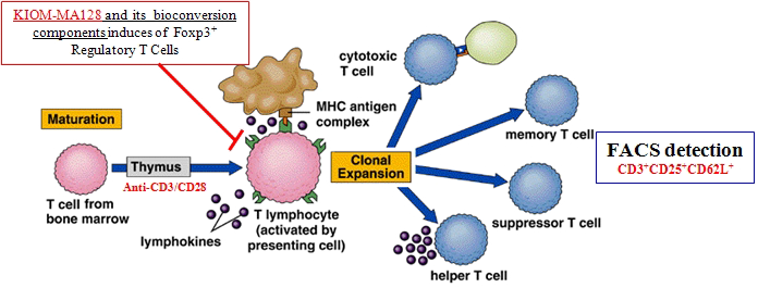 Activates Treg-mediated in vitro suppression of T cell development (CD3+/CD25+/CD62L+ T) in thymocytes.