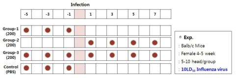 한약소재 KIOM-C의 In Vivo Influenza virus 감염실험방법-I