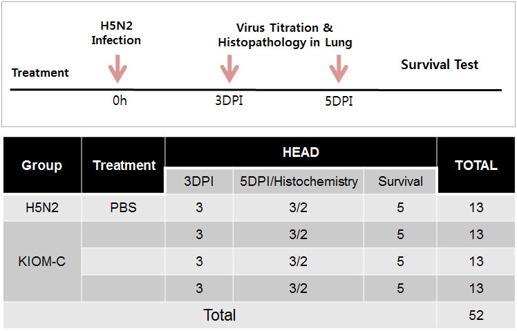 한약소재의 In Vivo Influenza virus 감염실험방법-II