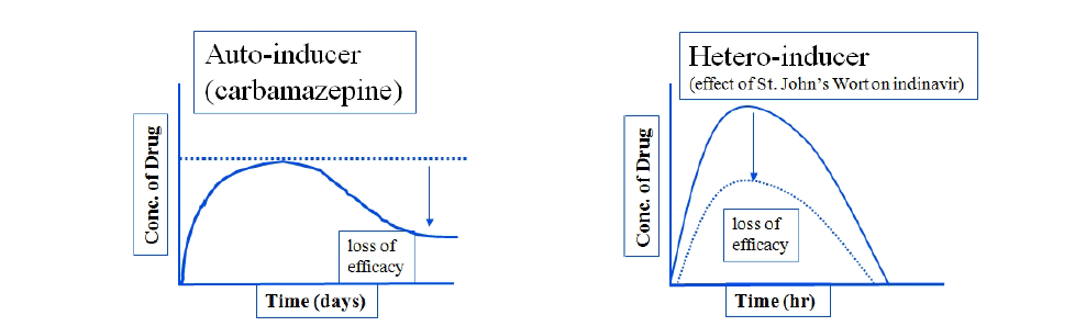 Auto-inducer와 hetero-inducer에 의한 약물상호작용