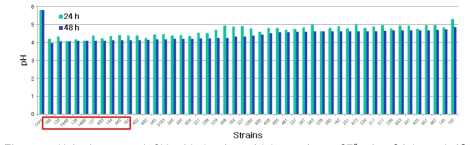 pH in fermented CY with lactic acid bacteria at 37℃ for 24 h and 48 .