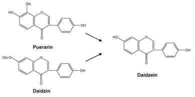 Proposed metabolic pathway of puerarin and daidzin in the intestine.