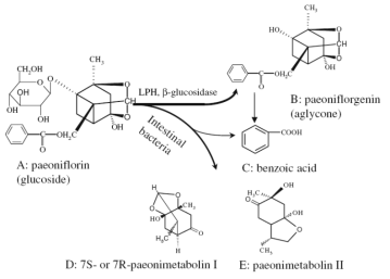 Proposed metabolic pathways of paeoniflorin in the intestine.