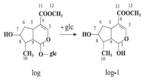 Proposed metabolic pathways of loganin in the intestine.