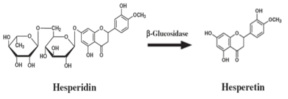 Proposed metabolic pathways of hesperidinn in the intestine.