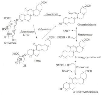 Proposed metabolic pathways of glycyrrhizin by the intestinal microorganisms.