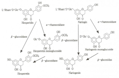 Proposed metabolic pathways of hesperidin and naringin by the intestinal microorganisms.