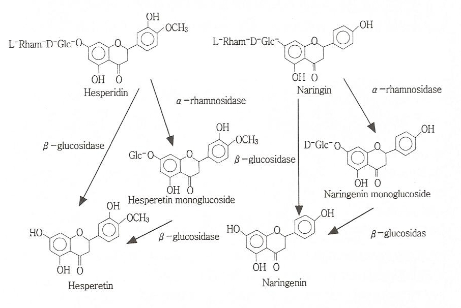 Proposed metabolic pathways of hesperidin and naringin by the intestinal microorganisms.