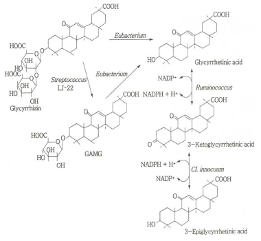 Proposed metabolic pathways of glycyrrhizin by the intestinal microorganisms.