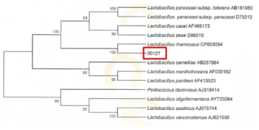 Neighbor-joining phylogenetic tree analysis based on partial 16s rRNA gene sequences of KFRI 127 strain.