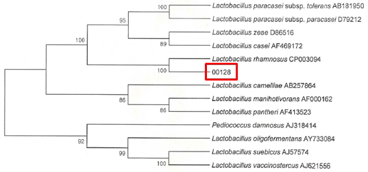 Neighbor-joining phylogenetic tree analysis based on partial 16s rRNA gene sequences of KFRI 128 strain.