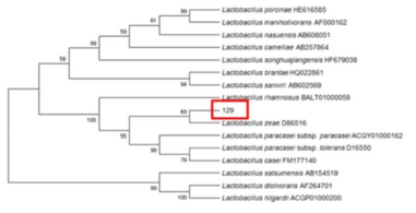 Neighbor-joining phylogenetic tree analysis based on partial 16s rRNA gene sequences of KFRI 129 strain.