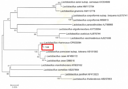 Neighbor-joining phylogenetic tree analysis based on partial 16s rRNA gene sequences of KFRI 144 strain.