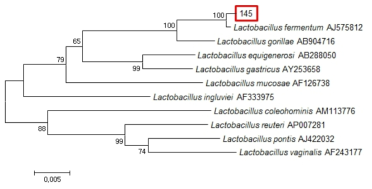 Neighbor-joining phylogenetic tree analysis based on partial 16s rRNA gene sequences of KFRI 145 strain.