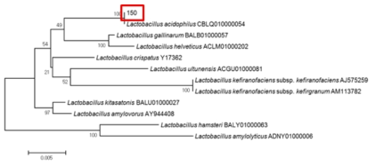 Neighbor-joining phylogenetic tree analysis based on partial 16s rRNA gene sequences of KFRI 150 strain.