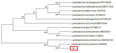 Neighbor-joining phylogenetic tree analysis based on partial 16s rRNA gene sequences of KFRI 161 strain.