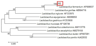 Neighbor-joining phylogenetic tree analysis based on partial 16s rRNA gene sequences of KFRI 162 strain.