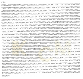 Partial 16s rRNA gene sequence for KFRI 164 strain.